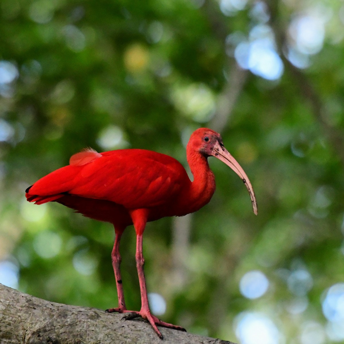 Scarlet Ibis - ML627583964