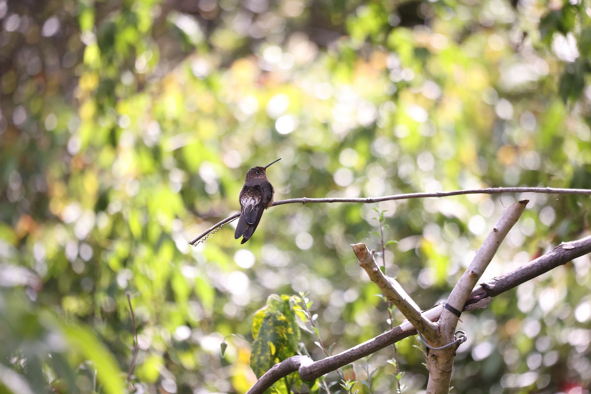 Colibri géant - ML627583977