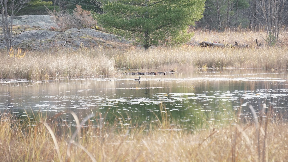 Moretta dal collare - ML627583998