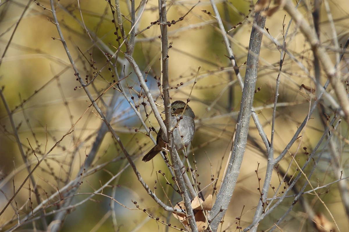 Swamp Sparrow - ML627584015
