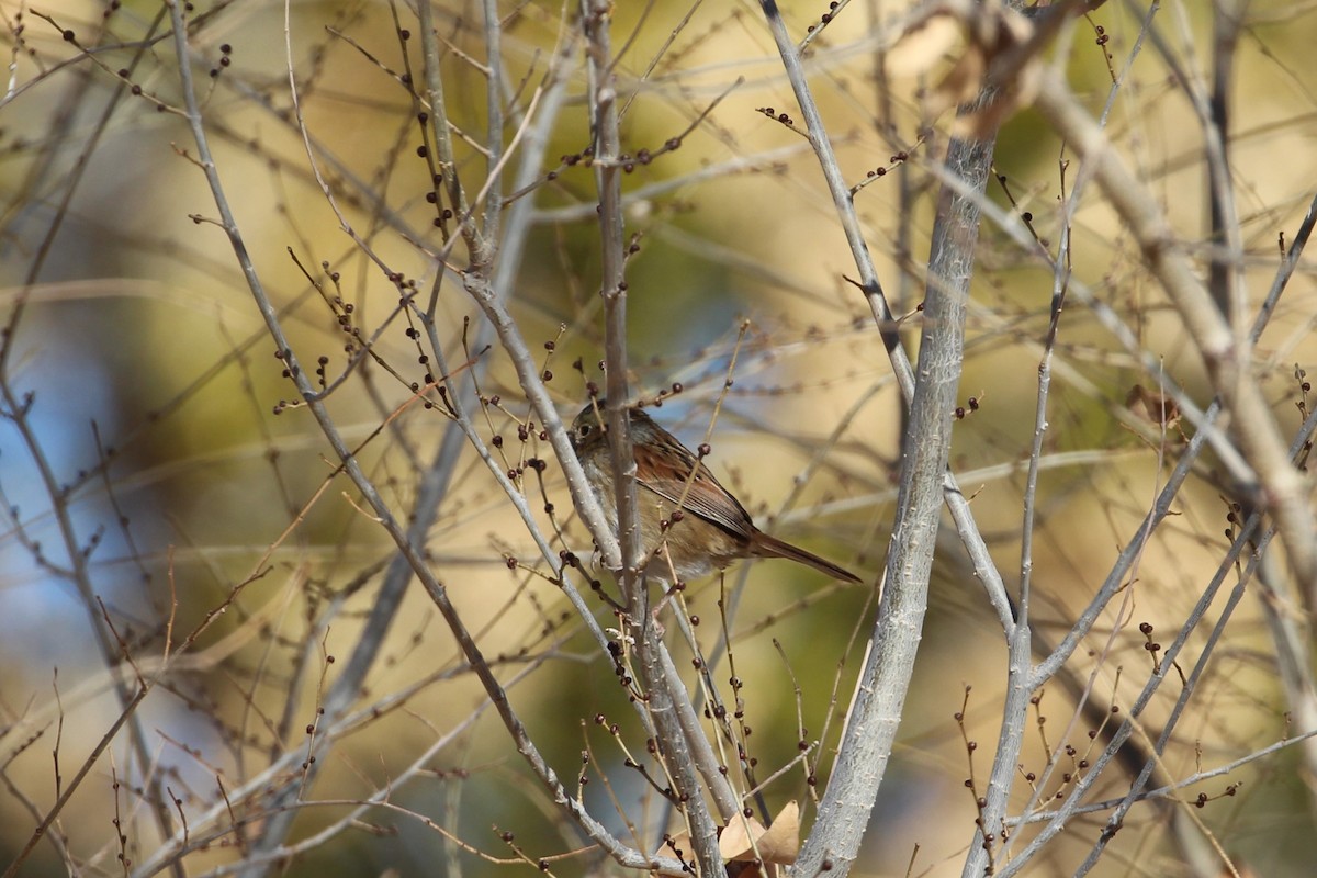 Swamp Sparrow - ML627584017