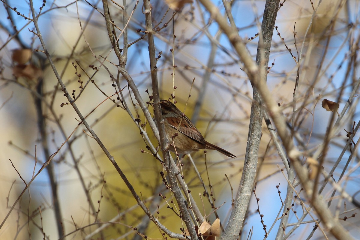 Swamp Sparrow - ML627584018