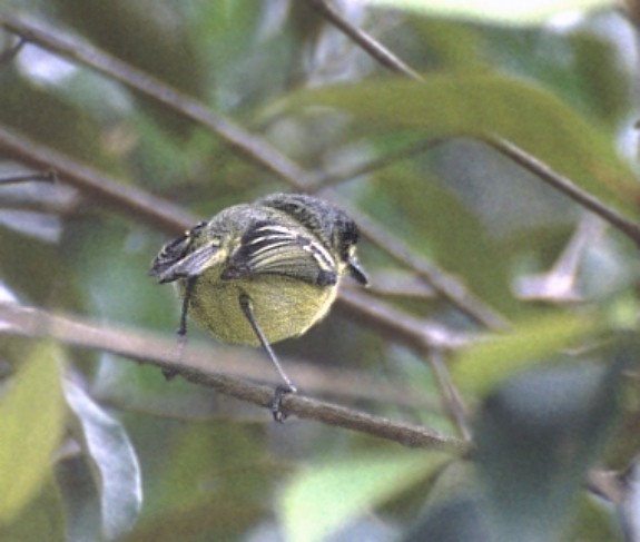 Gray-headed Tody-Flycatcher - ML627584081