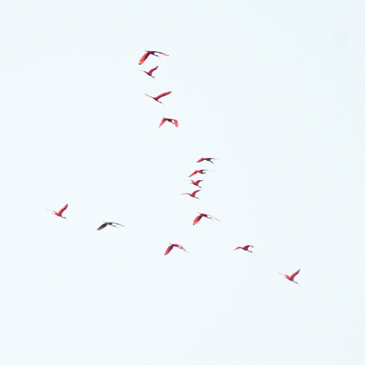 Scarlet Ibis - ML627584087