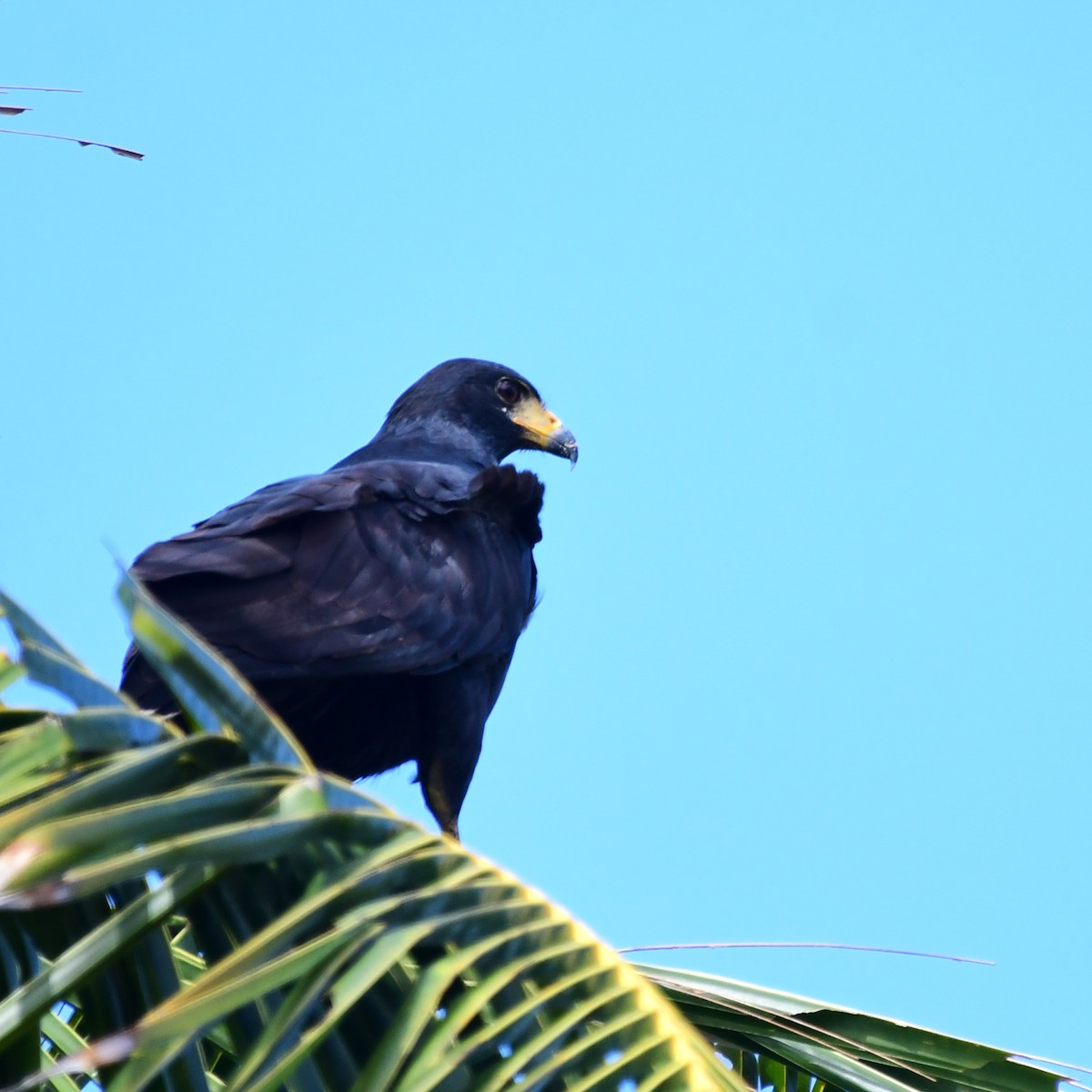 Common Black Hawk - ML627584151