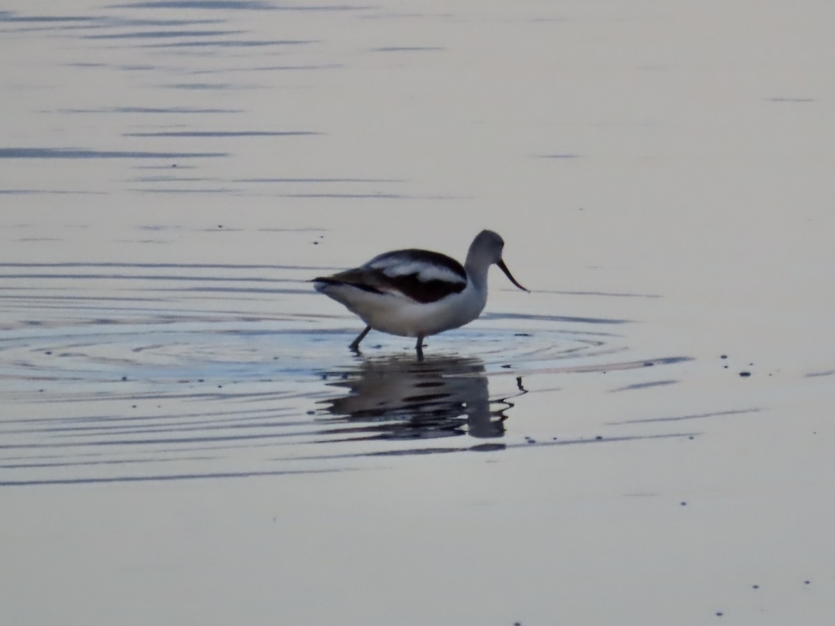 American Avocet - ML627584166