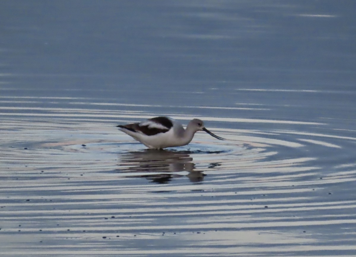 American Avocet - ML627584167