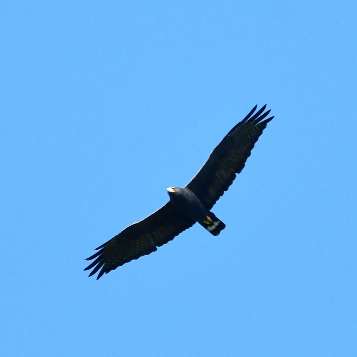 Zone-tailed Hawk - ML627584181