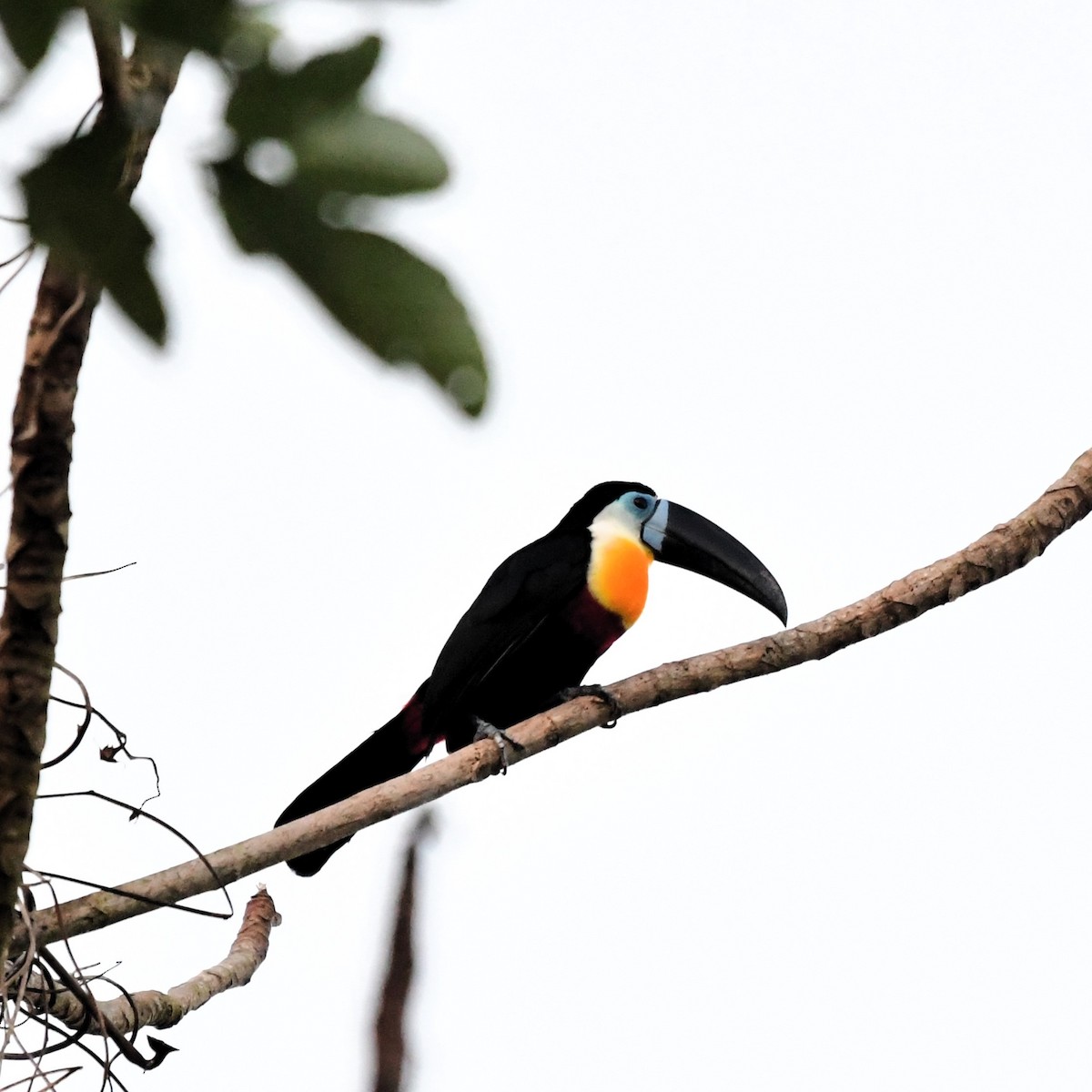Channel-billed Toucan - ML627584192