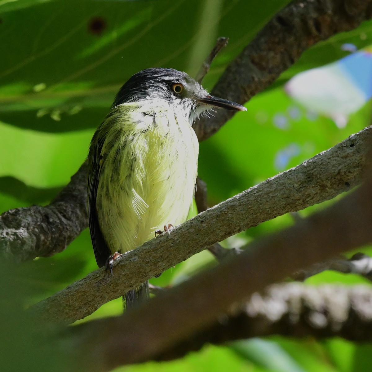 Spotted Tody-Flycatcher - ML627584207