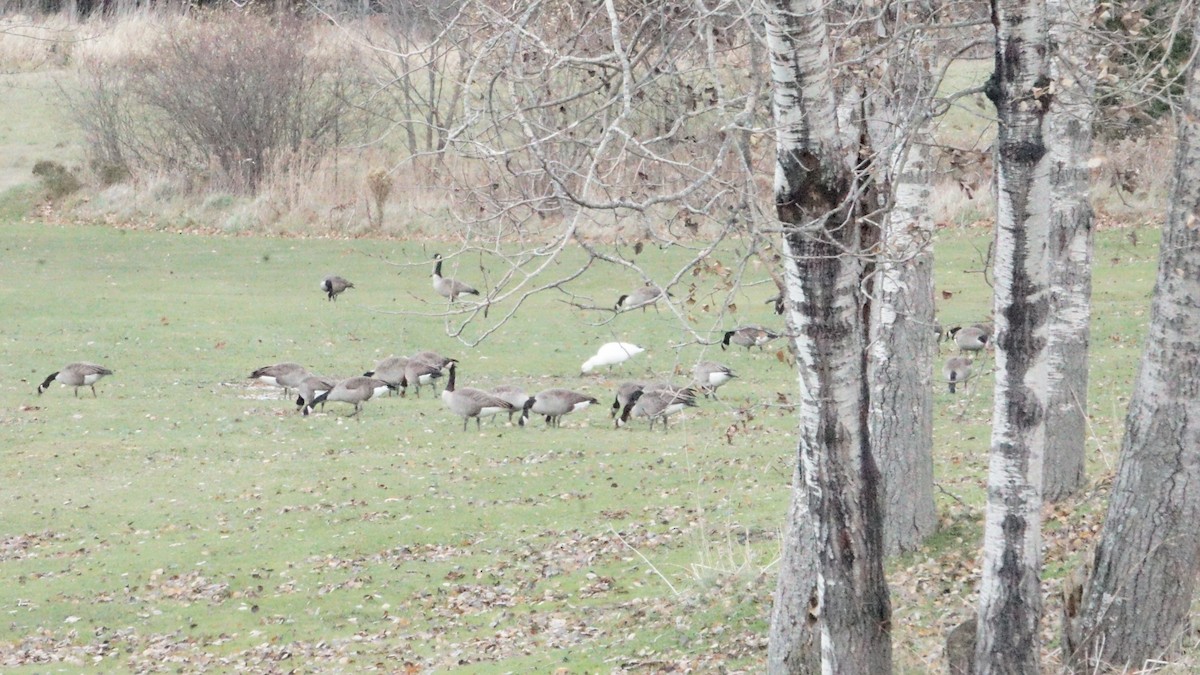 Oca delle nevi - ML627584236