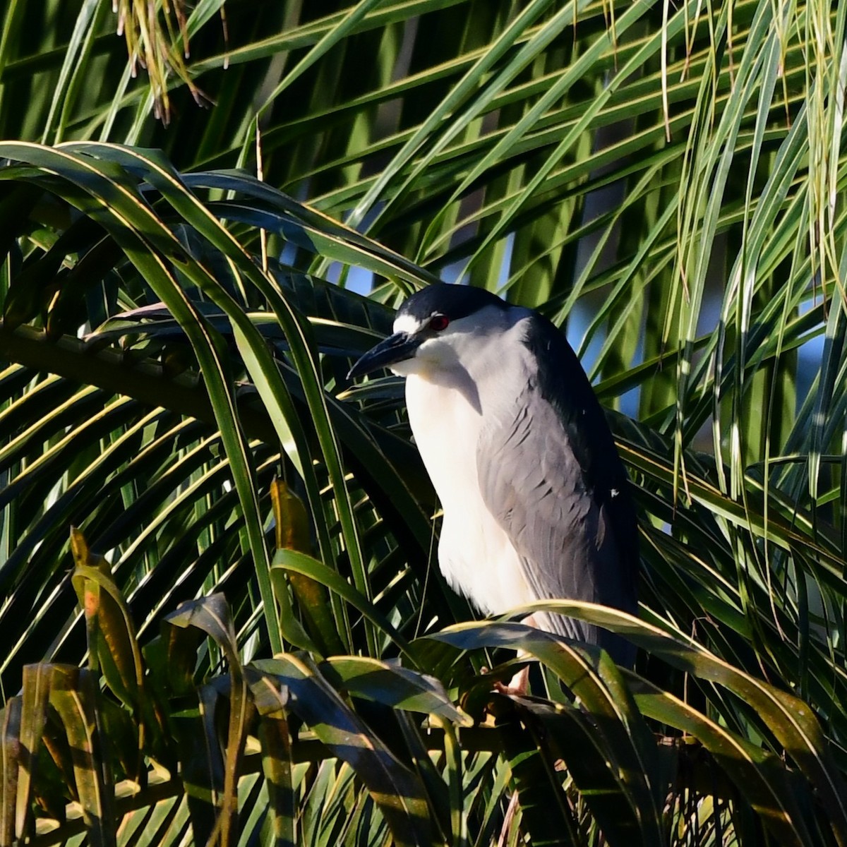 Black-crowned Night Heron - ML627584312