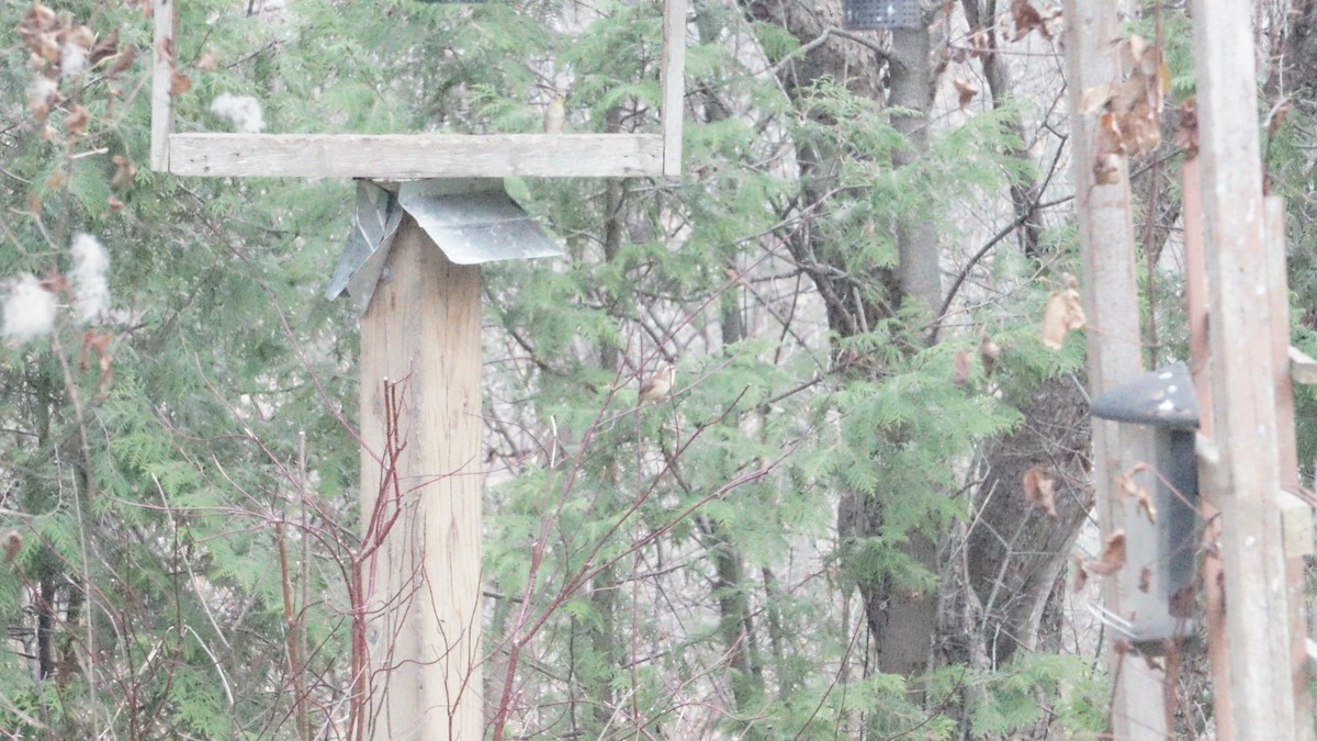 Carolina Wren - ML627584328
