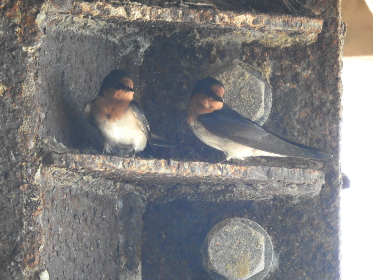 Welcome Swallow - ML627584334