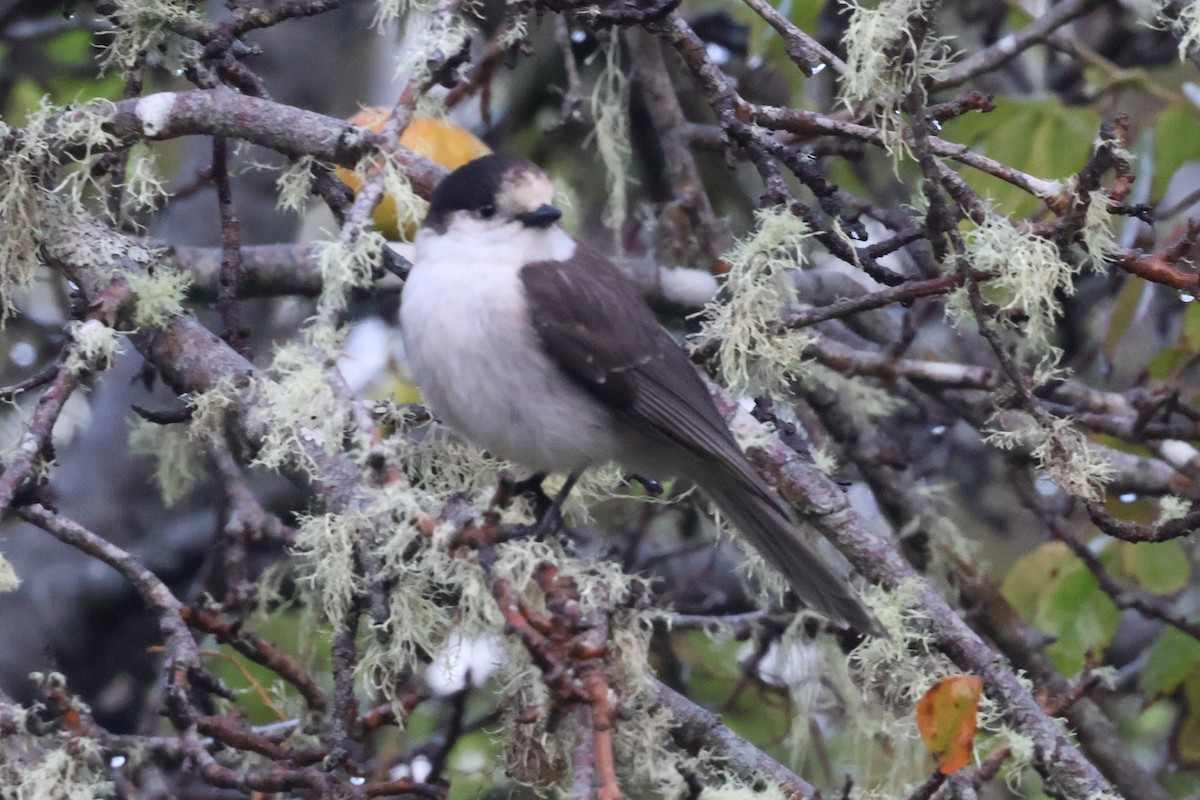 Canada Jay - ML627584357