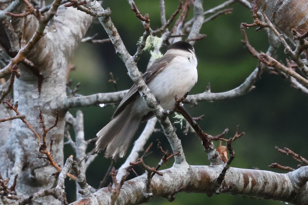 Canada Jay - ML627584358