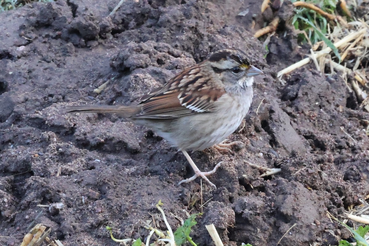 White-throated Sparrow - ML627584408