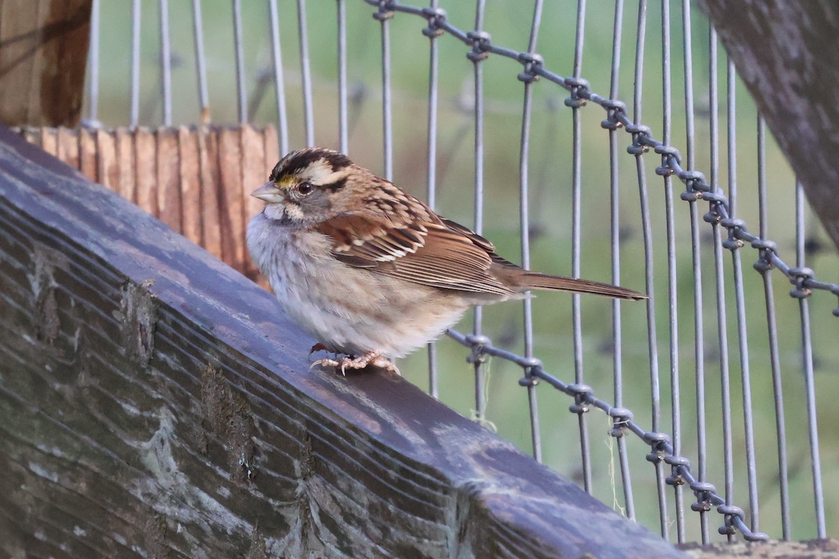 White-throated Sparrow - ML627584416