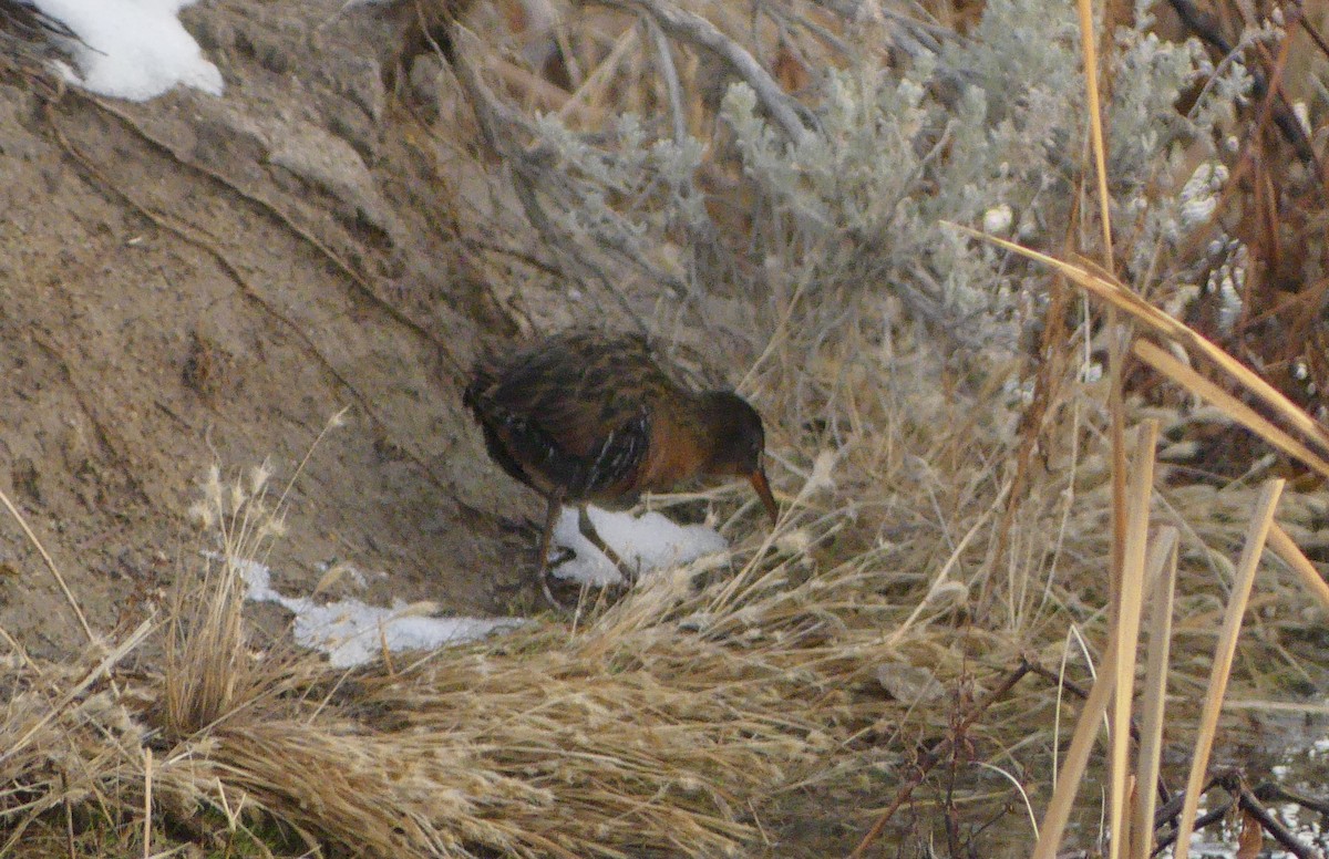 Virginia Rail - ML627584427