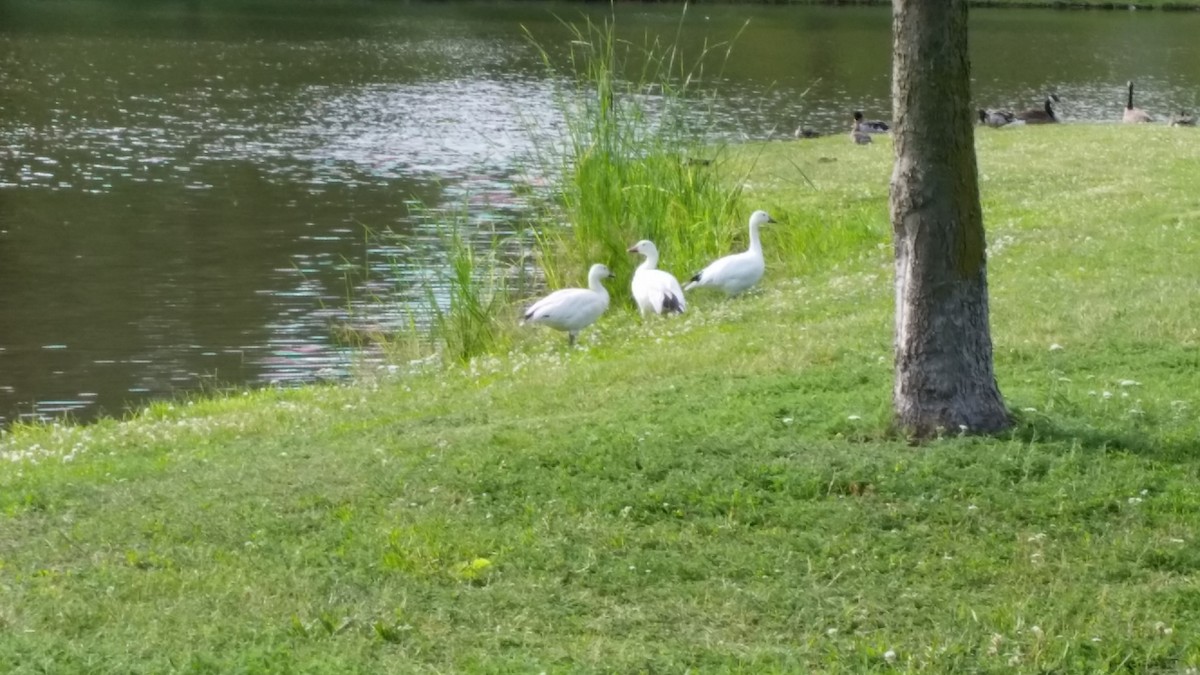 Snow Goose - ML62758461