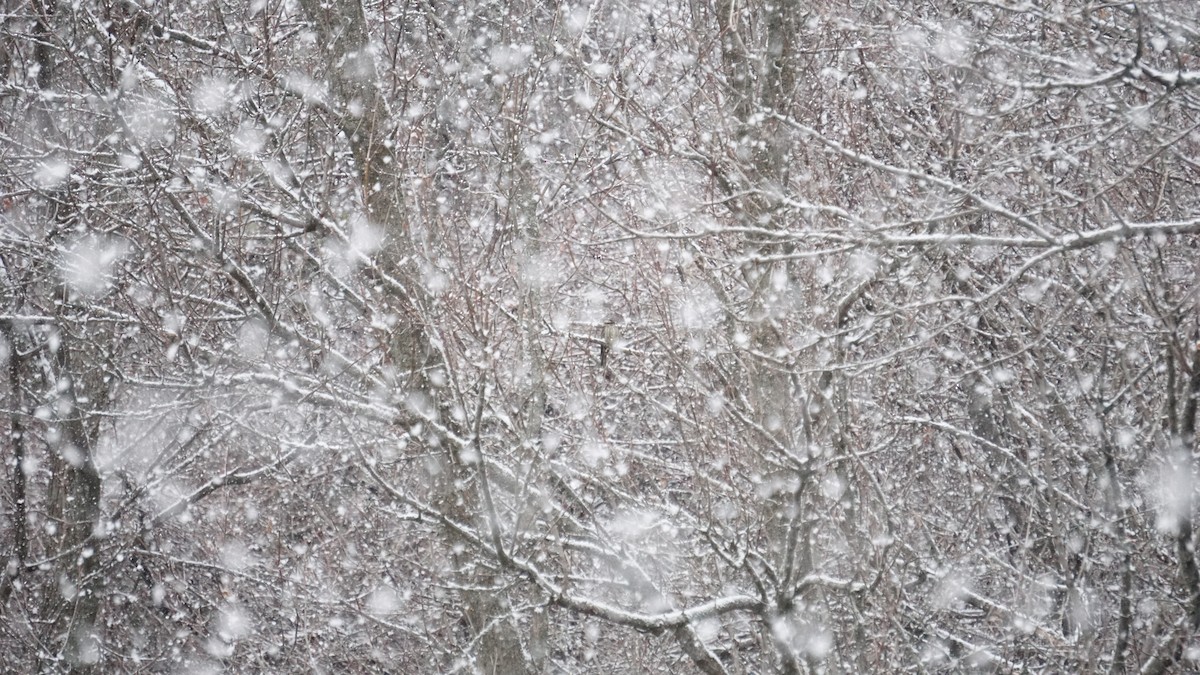 Variegated Flycatcher - ML627584632