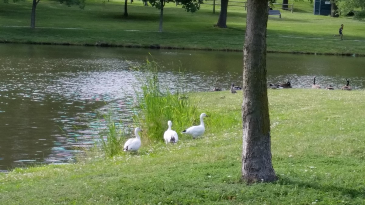 Snow Goose - ML62758471