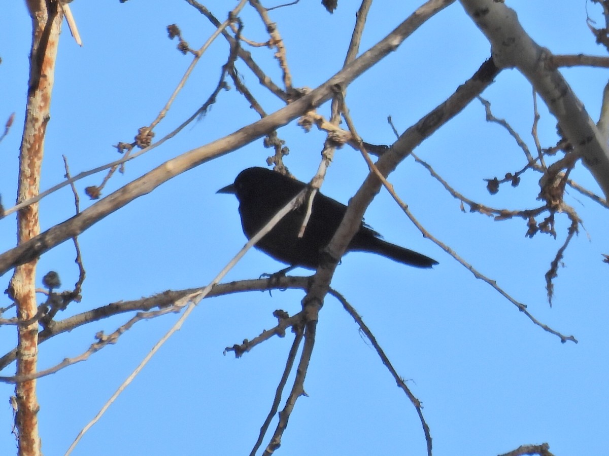 Common Grackle - ML627584728