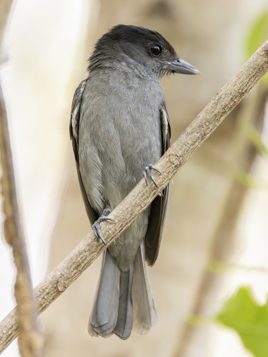 Rose-throated Becard - ML627584771