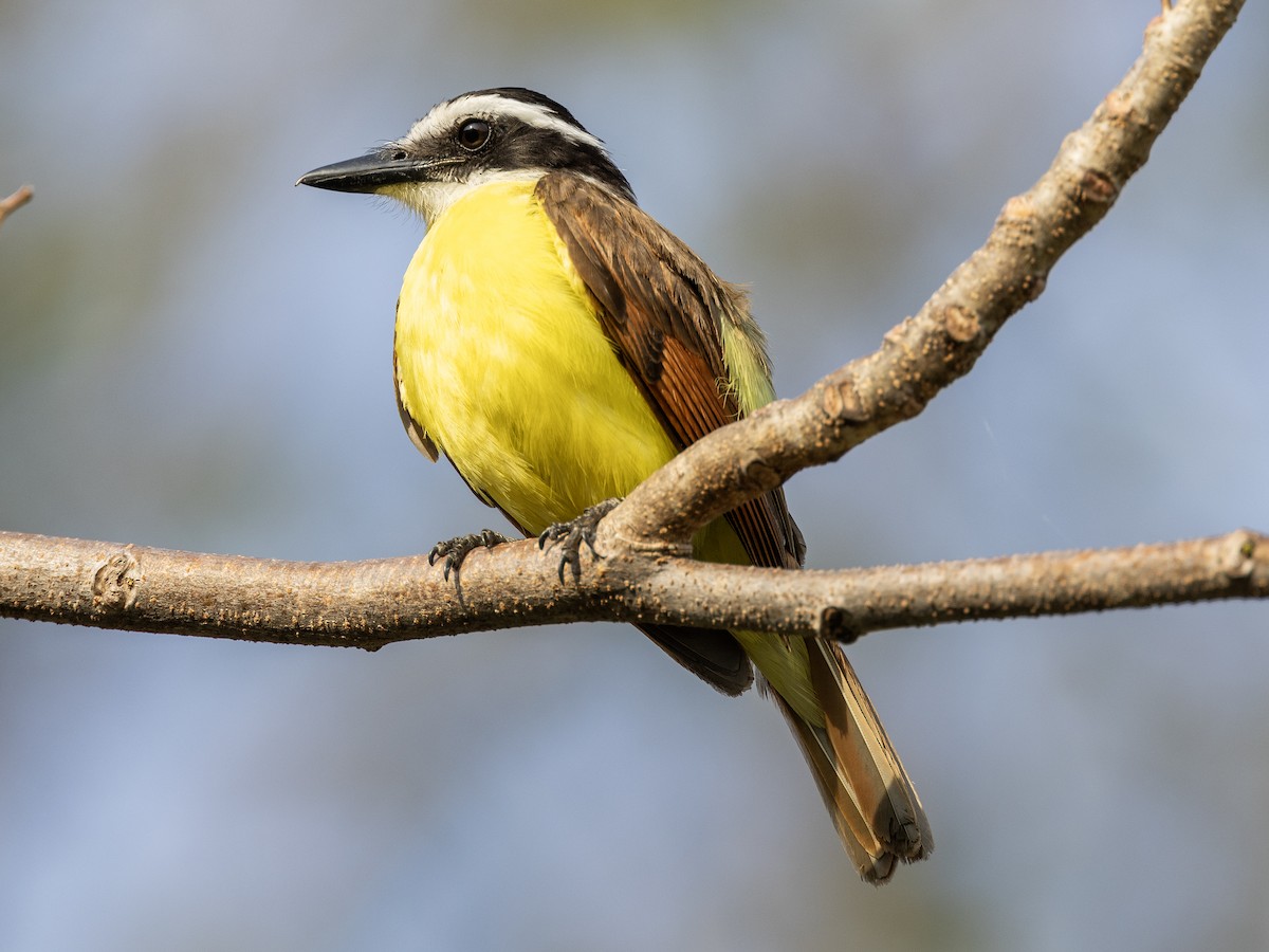 Great Kiskadee - ML627584784