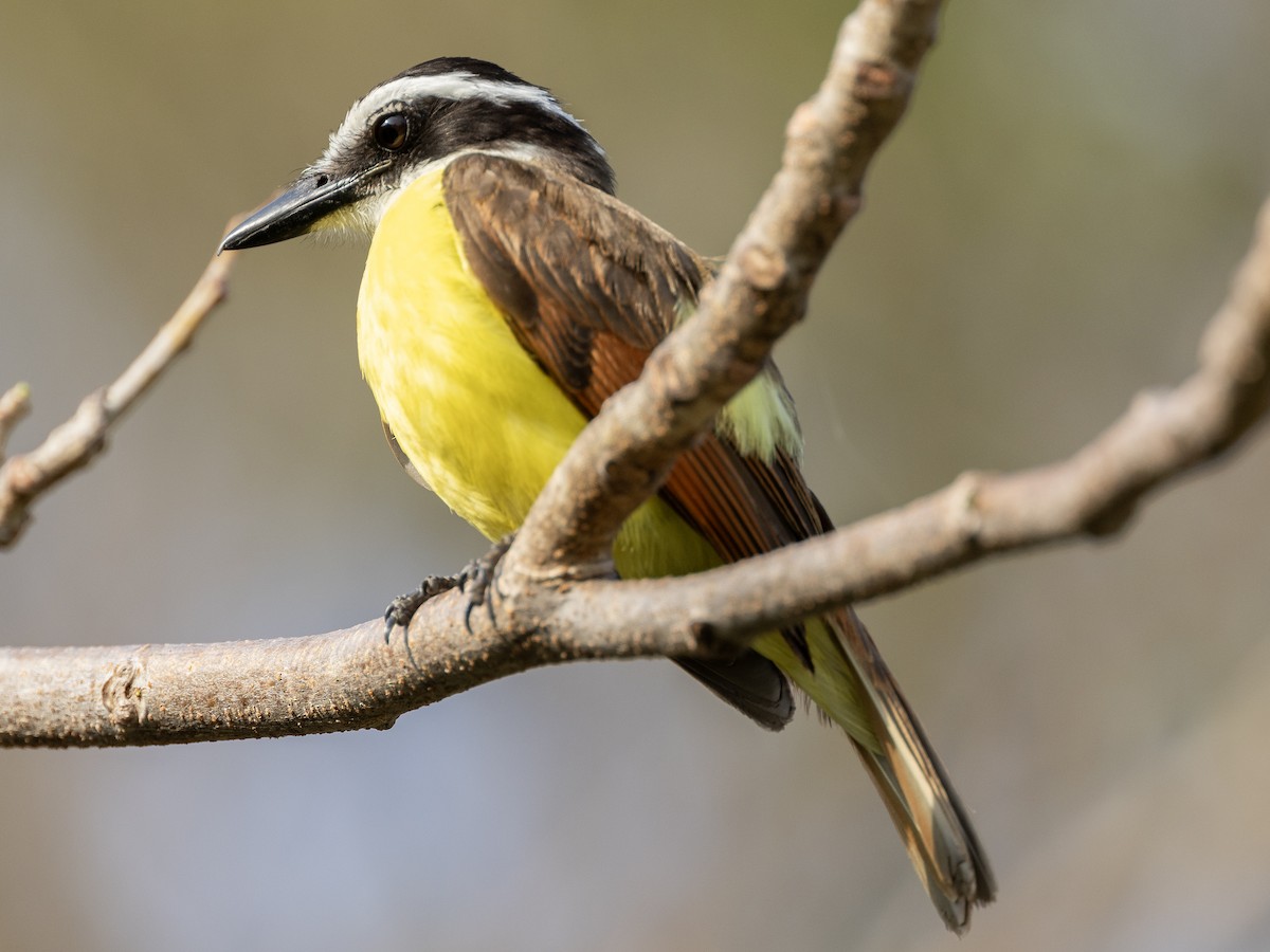 Great Kiskadee - ML627584785