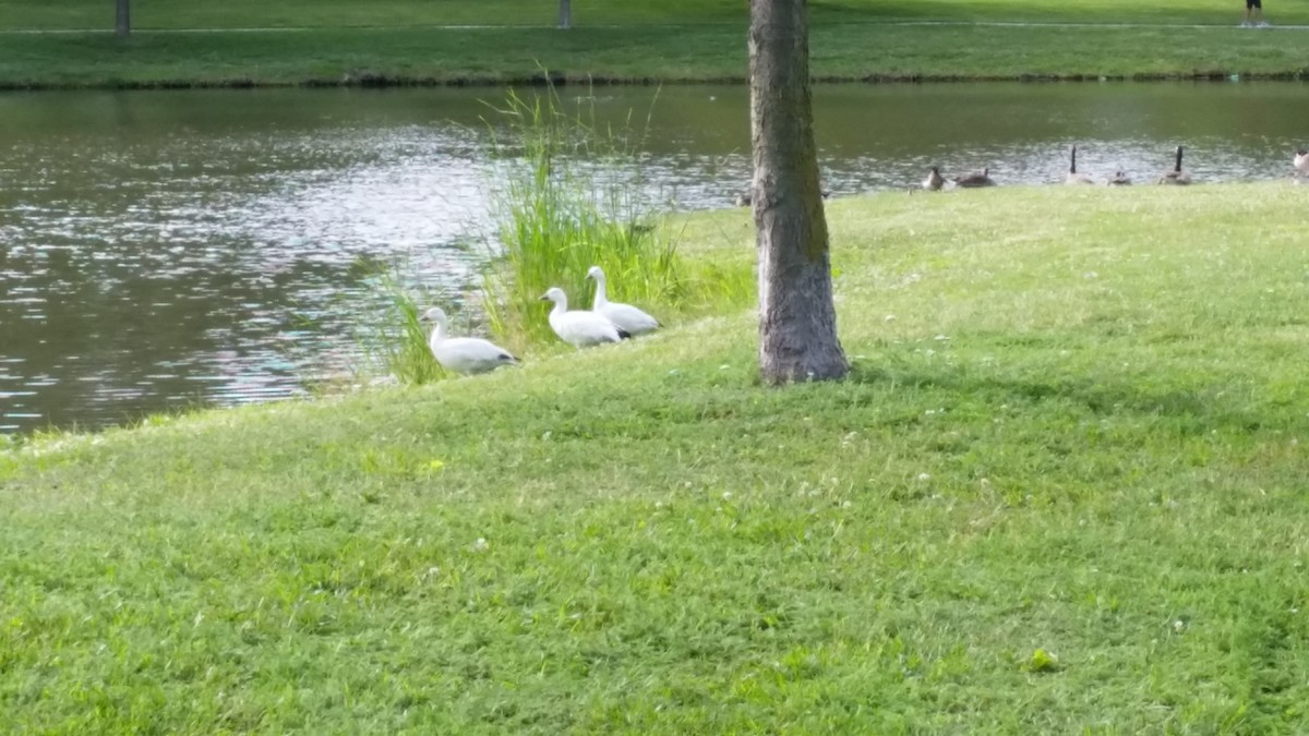 Snow Goose - ML62758481