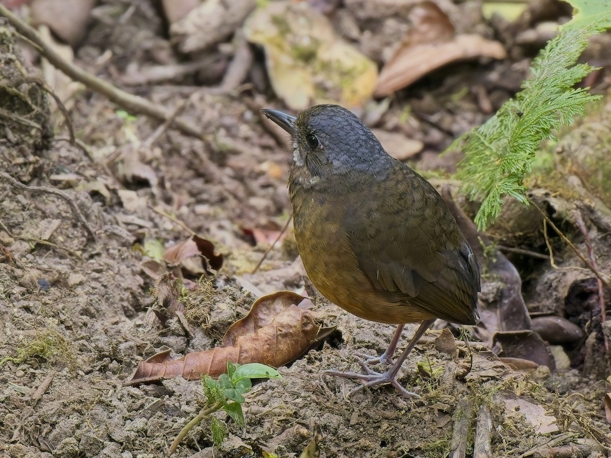 Moustached Antpitta - ML627584817