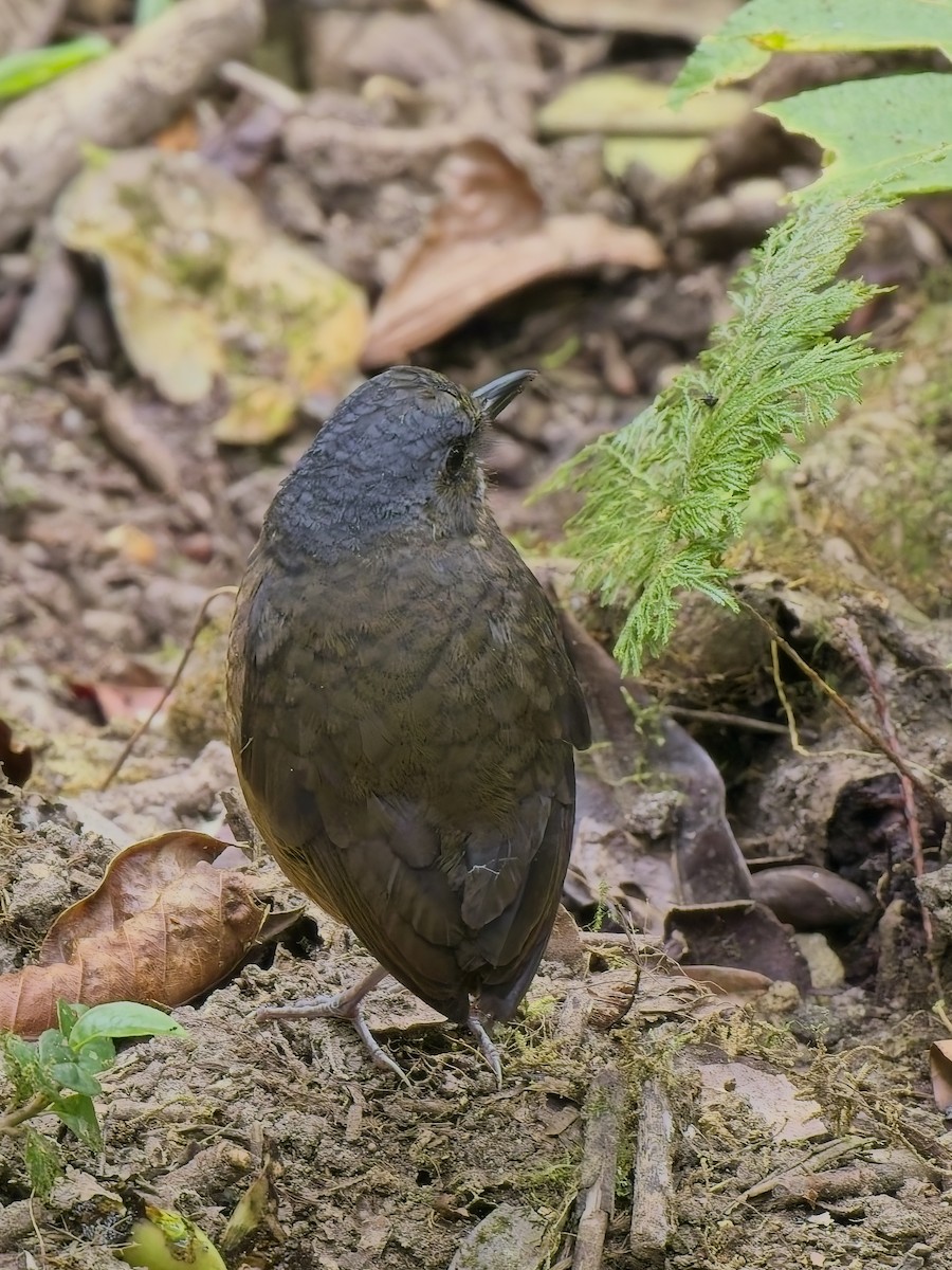 Moustached Antpitta - ML627584818