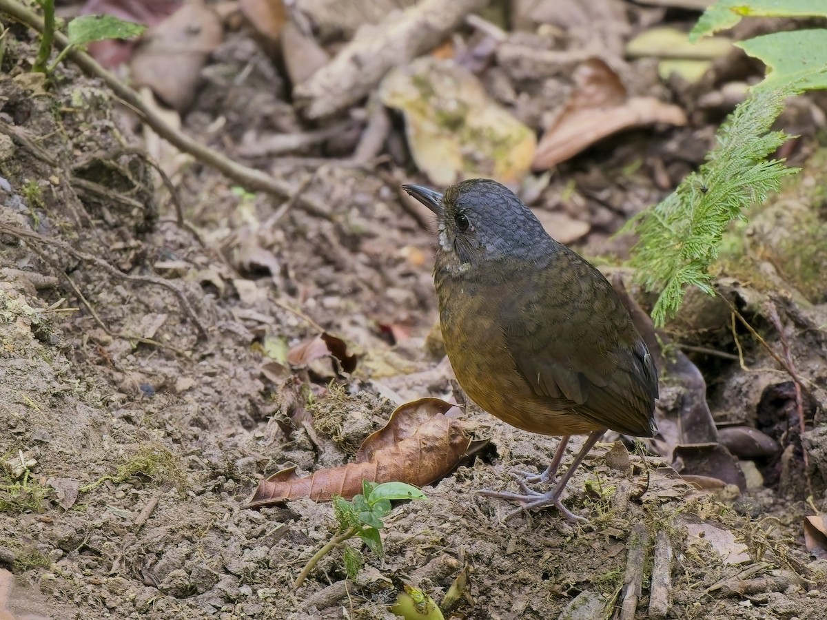 Moustached Antpitta - ML627584819