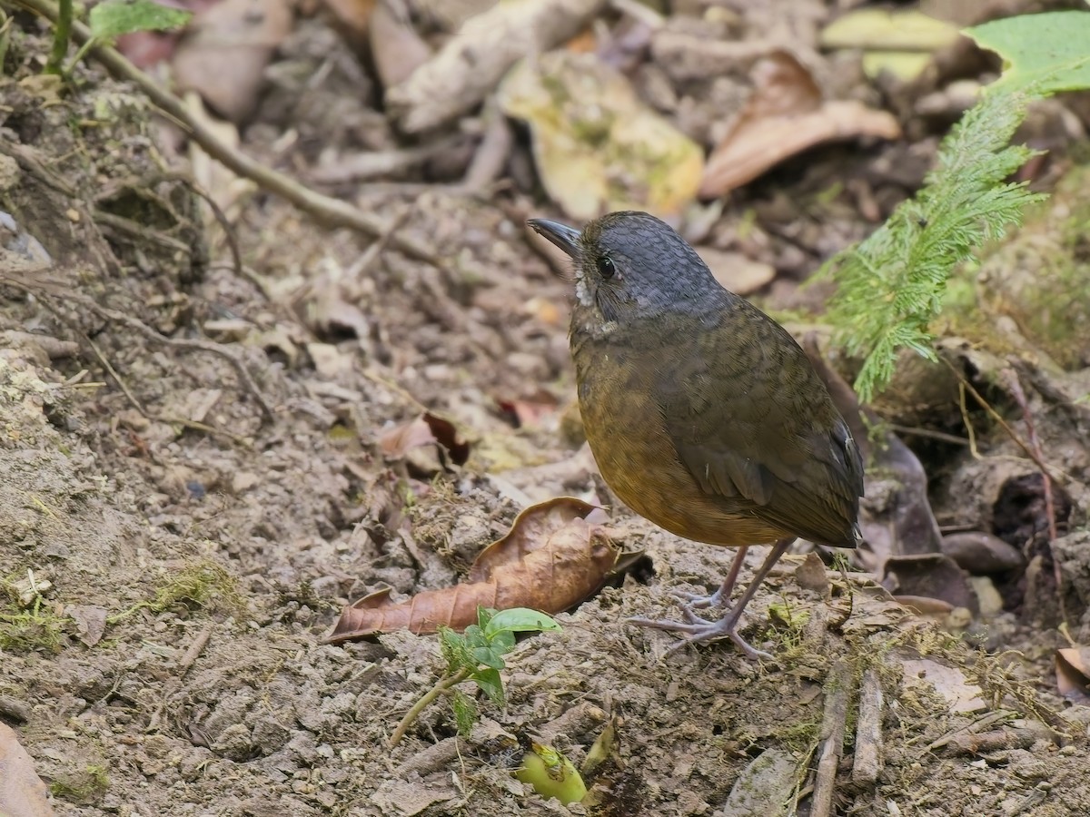 Moustached Antpitta - ML627584820