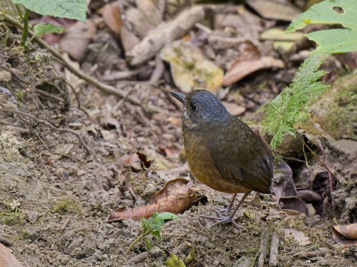 Moustached Antpitta - ML627584821