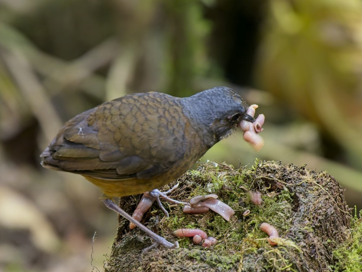 Moustached Antpitta - ML627584832