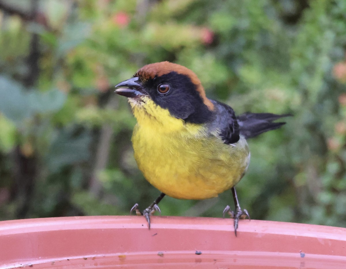 Yellow-breasted Brushfinch - ML627584920