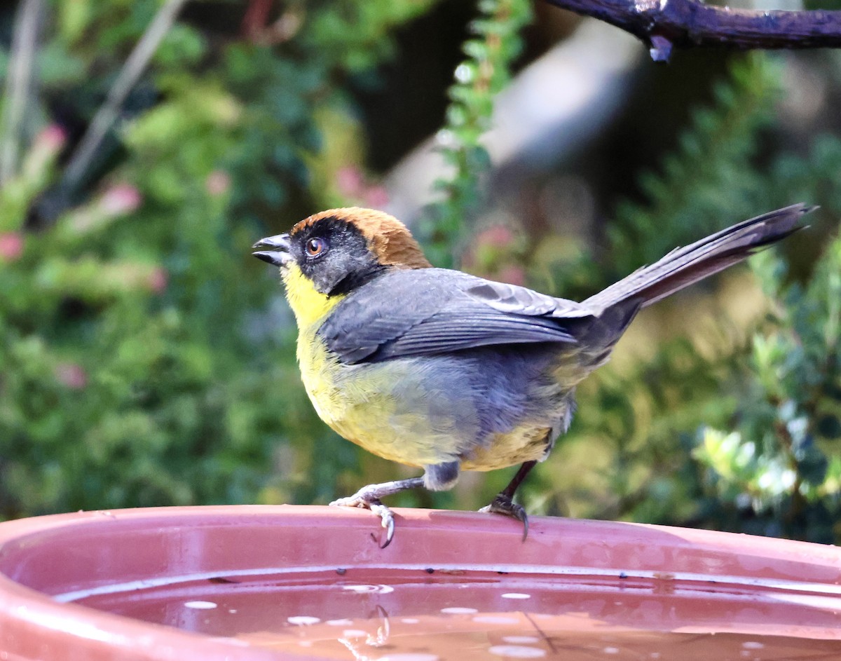 Yellow-breasted Brushfinch - ML627584921