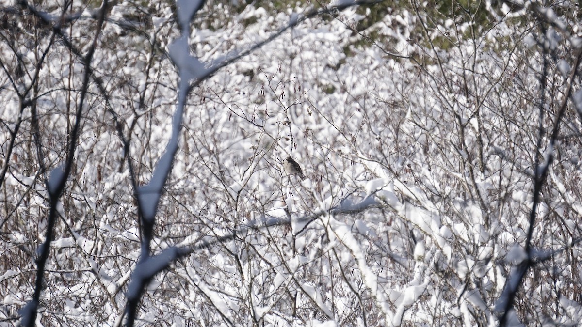 Townsend's Solitaire - ML627584996