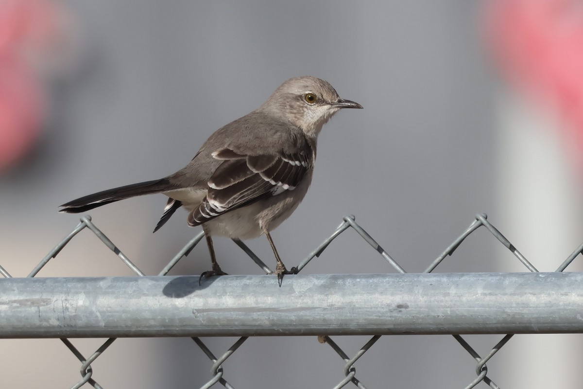 Northern Mockingbird - ML627585035