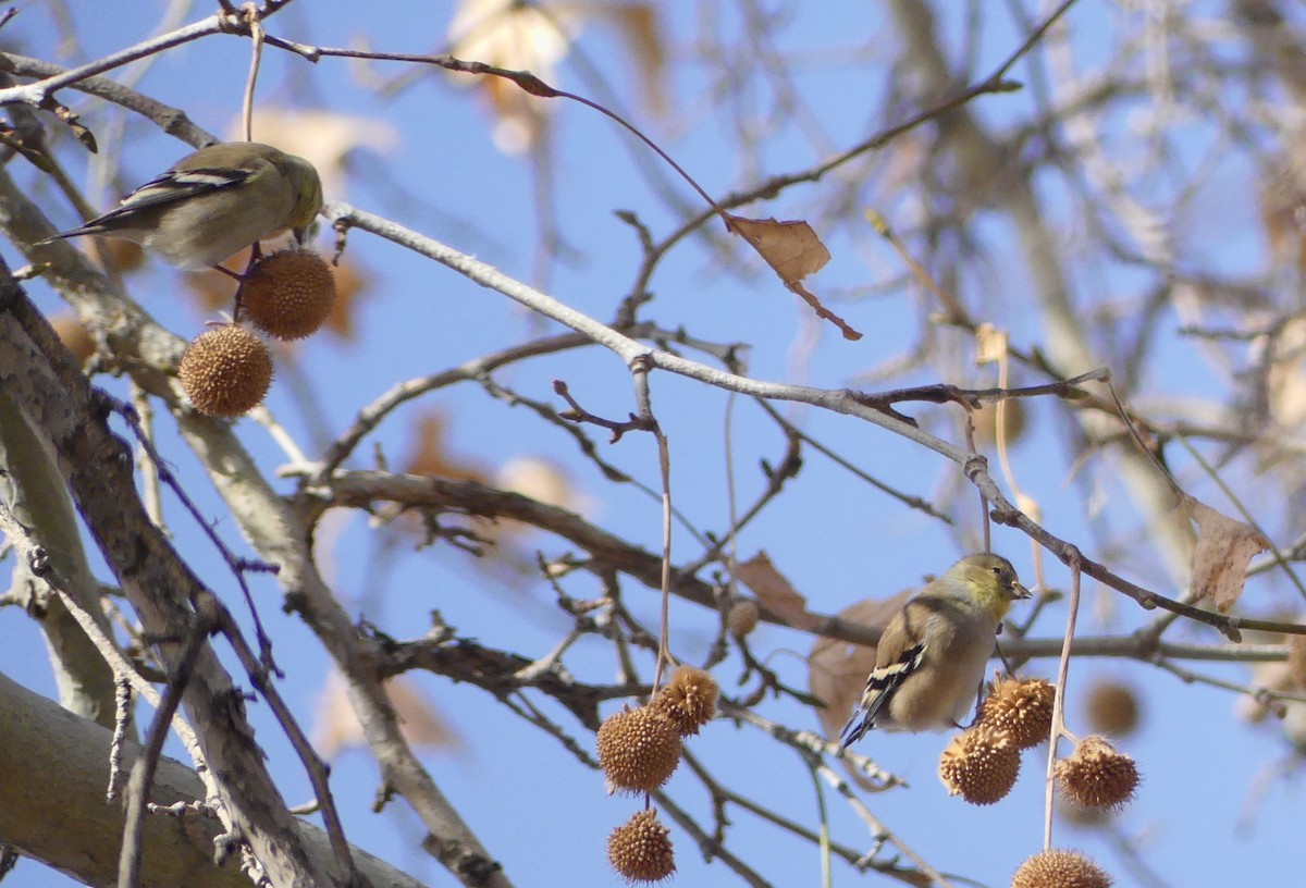 American Goldfinch - ML627585036