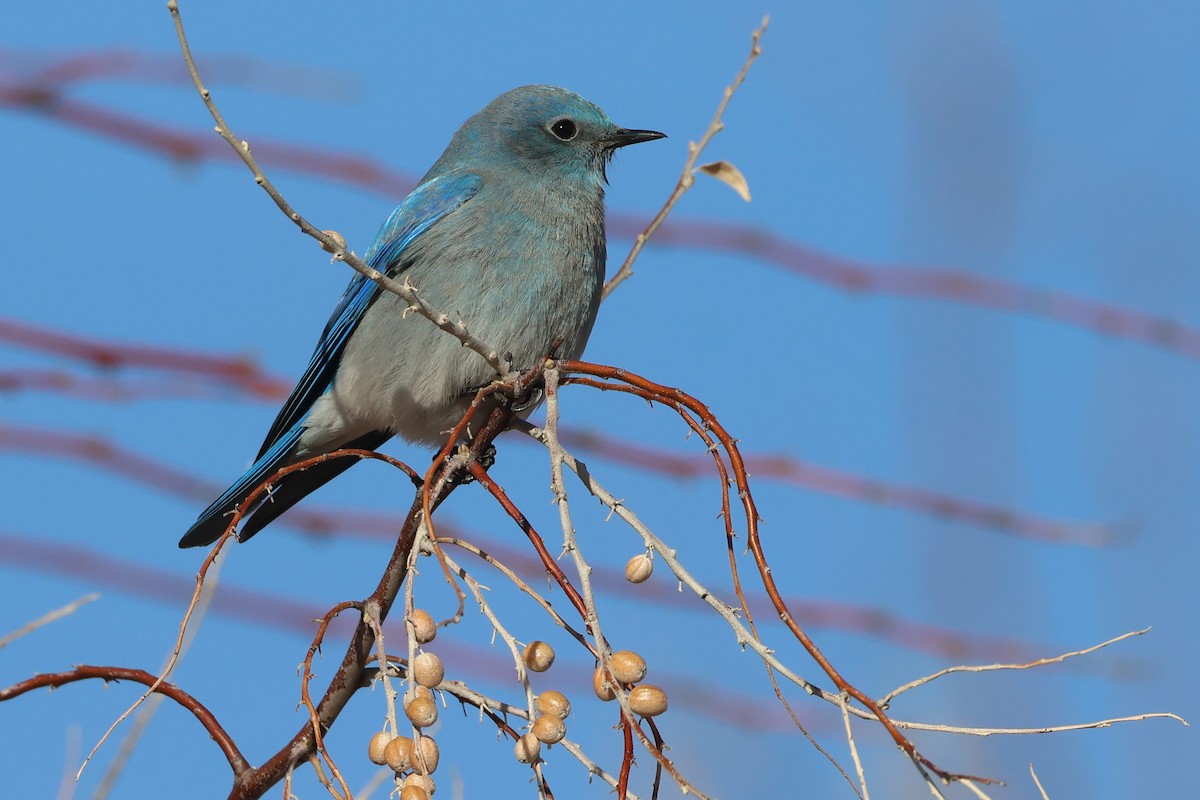 Mountain Bluebird - ML627585041