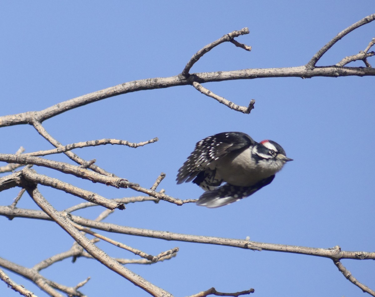 Downy Woodpecker - ML627585046