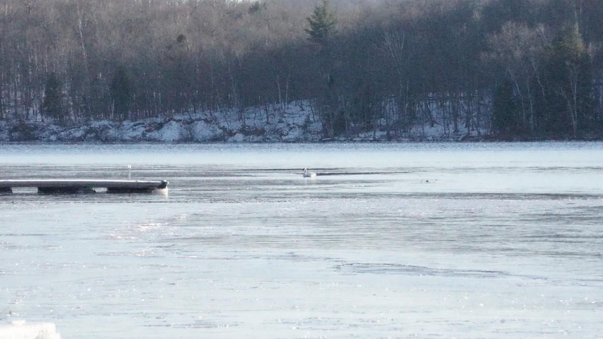 Cigno minore - ML627585050