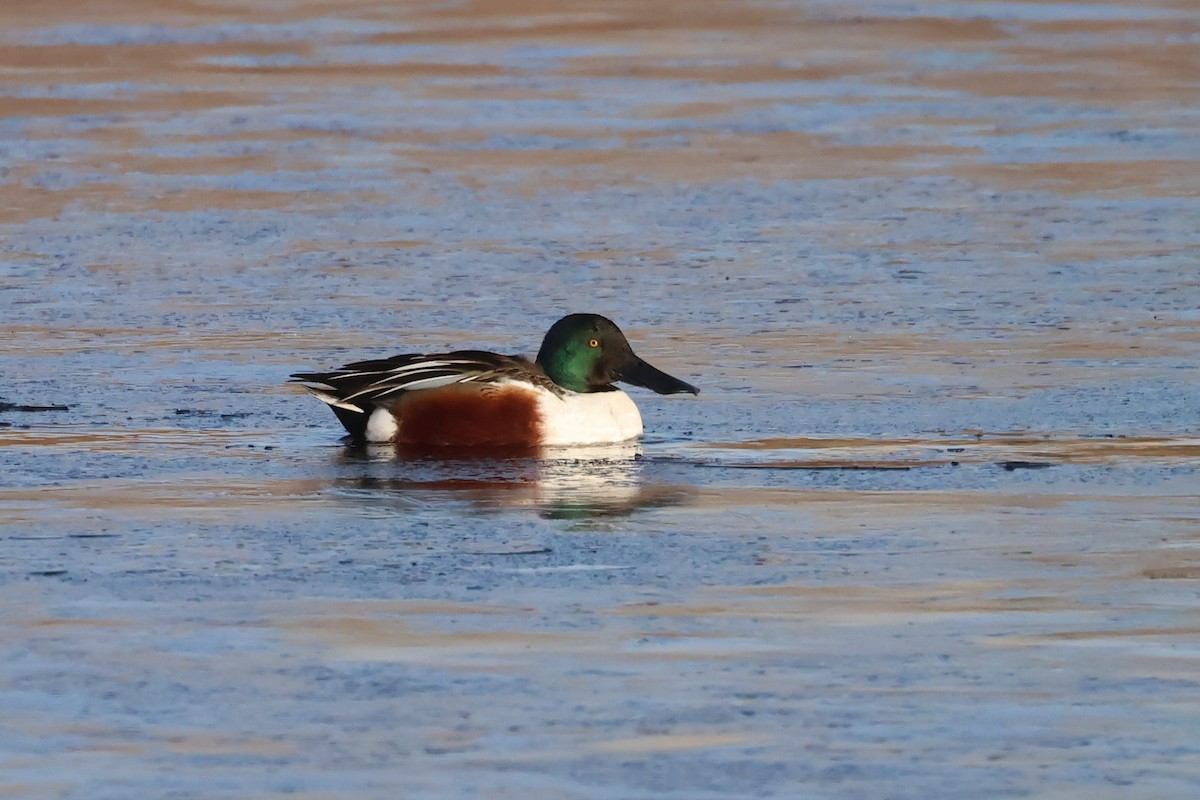 Northern Shoveler - ML627585072