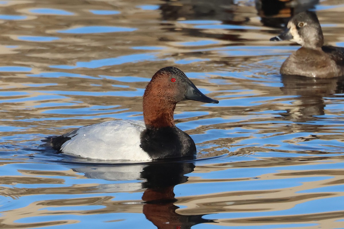 Canvasback - ML627585085