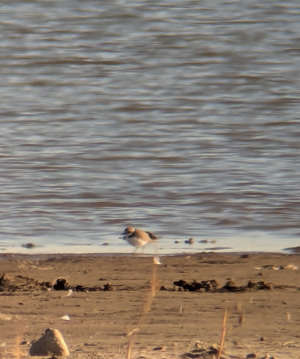 Snowy Plover - ML627585102
