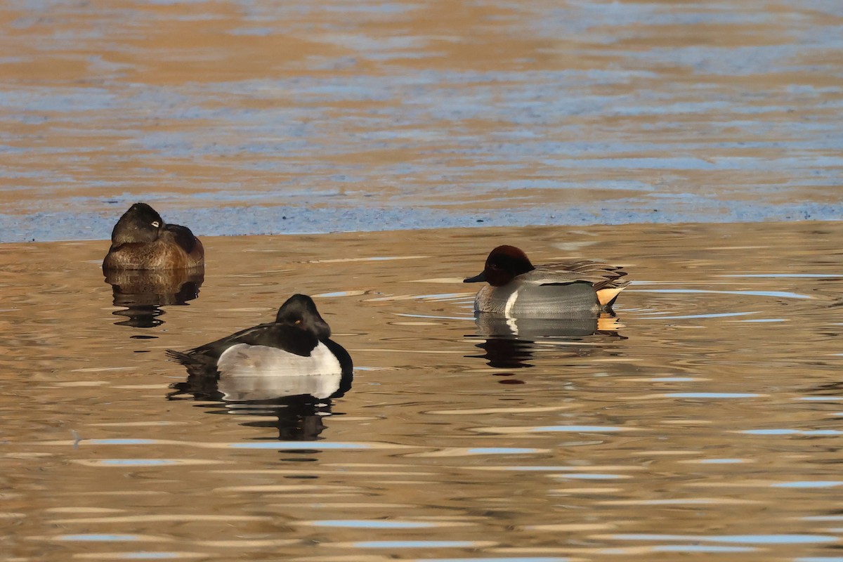 Green-winged Teal - ML627585110