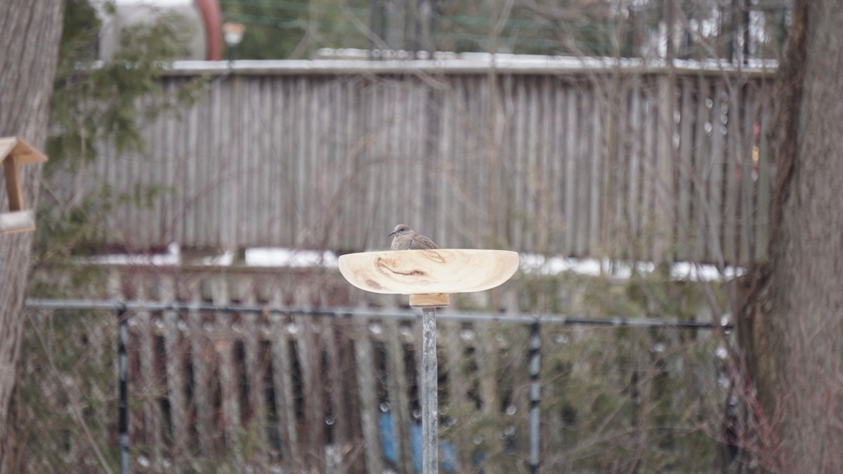 White-winged Dove - ML627585114